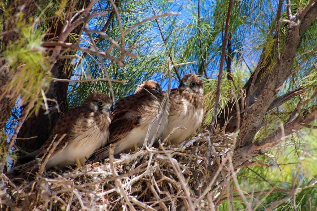 Photo baby nest
